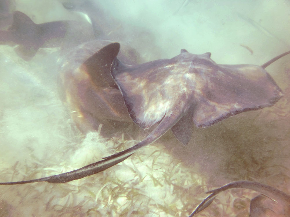 Sting rays Snorkel Caye Caulker