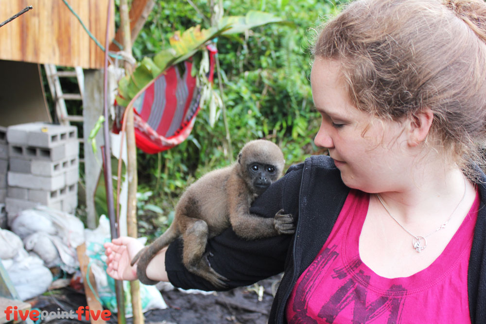 Volunteer plays with orphaned baby monkey at Merazonia - Ecuador