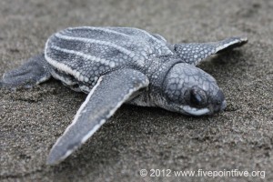 Leatherback turtle hatchling heads to the ocean