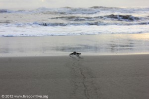 Turtle hatchling reaches the sea