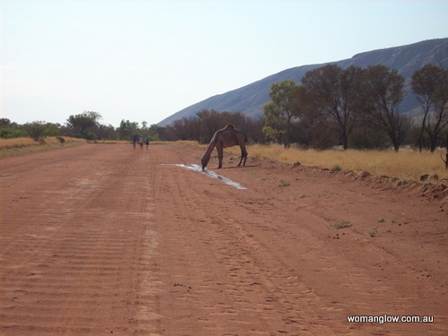 Camels of the Australian outback