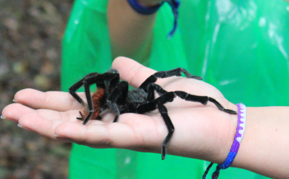 Giant tarantula