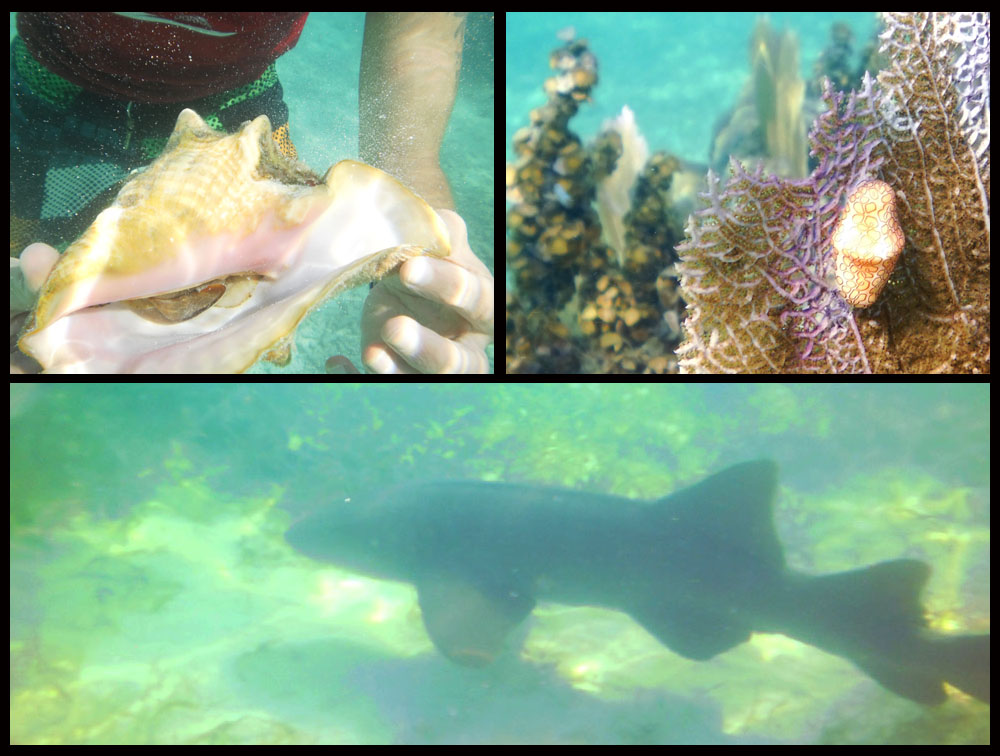 Photo of shark, Snorkel Caye Caulker