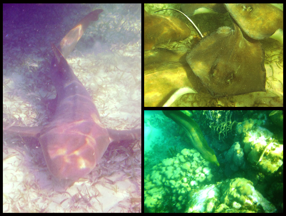 Photo of shark, Snorkel Caye Caulker