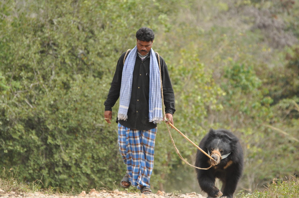 Free The Bears - last known dancing bear walks to freedom