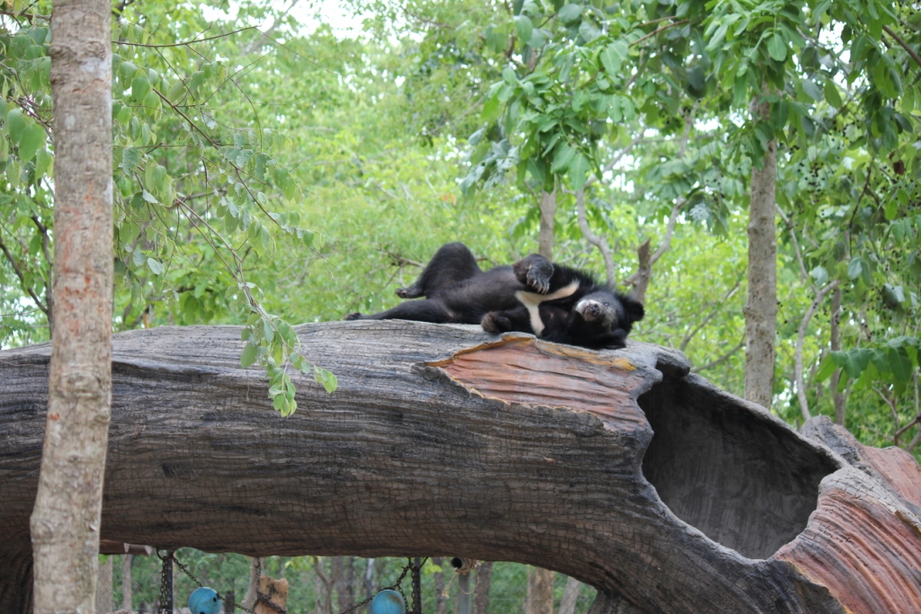 Free The Bears - rehabilitated bear