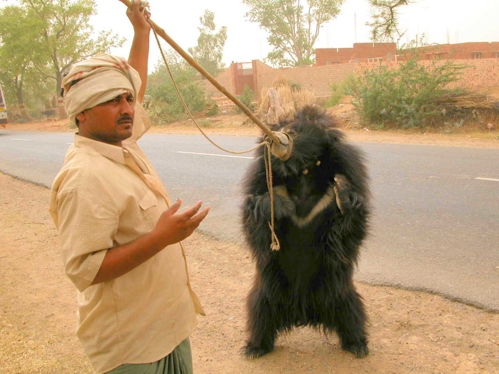 Free the Bears - Dancing Bear Kalandar