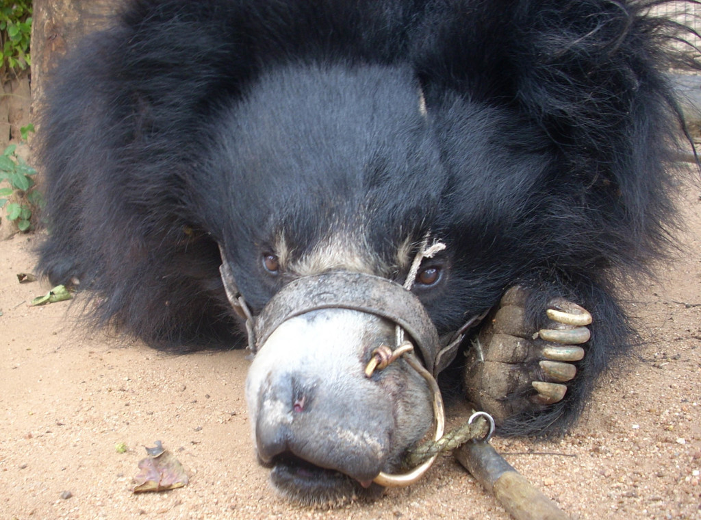 Free The Bears - 500th rescued dancing bear