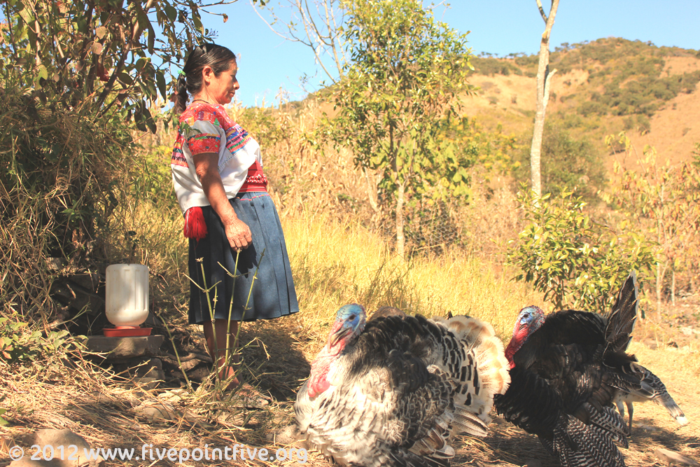 World Vision taught skills in rearing turkeys and chickens