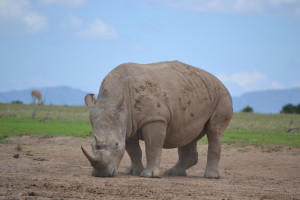 Rhino's are prized for their horns