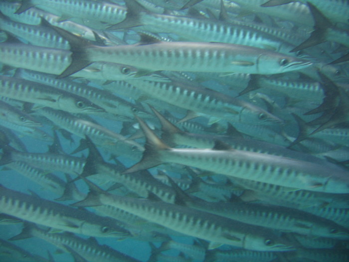 Awesome barracuda