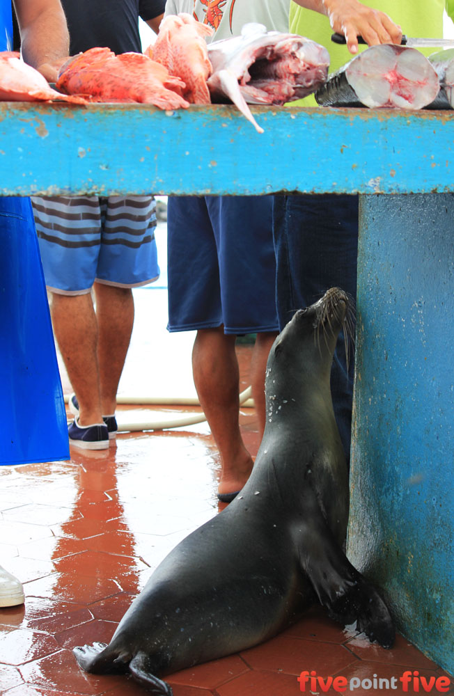 Sea lion fish markets Galapagos Islands