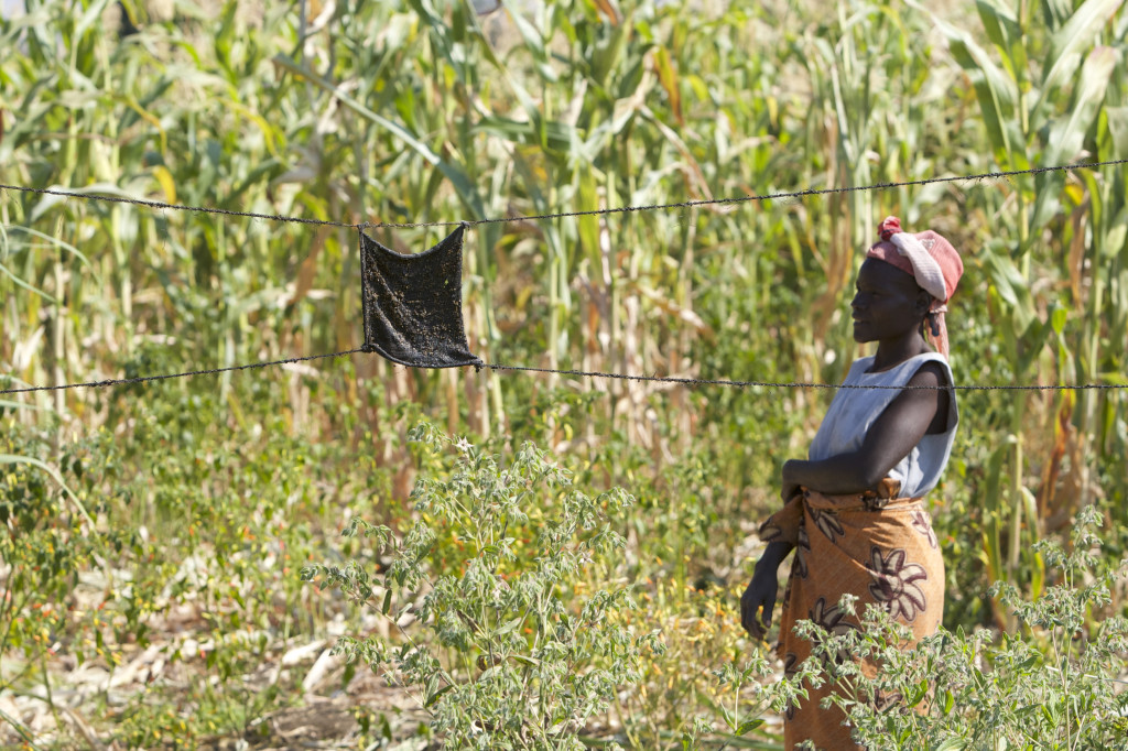 A field being protected by a chilli fence. Chilli keeps elephants away from the crops ©Awely 