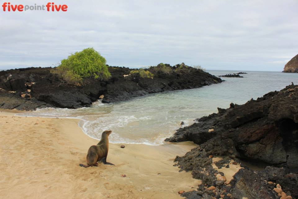 Sea Lion Galapagos Islands