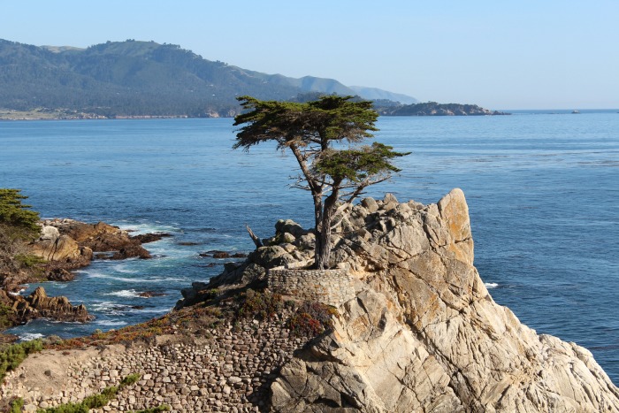17 Mile Drive: The Lone Cypress