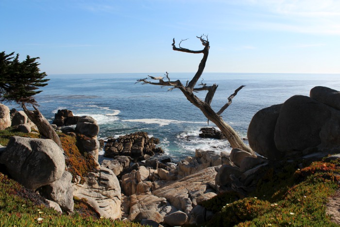17 Mile Drive: The Ghost Tree