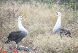 Wildlife of the Galapagos Islands