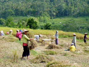Rice threshing on our doorstep
