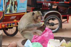 Monkey lunch, Siem Reap, Cambodia