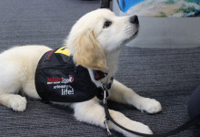 Mobility Dogs Assistance Trust