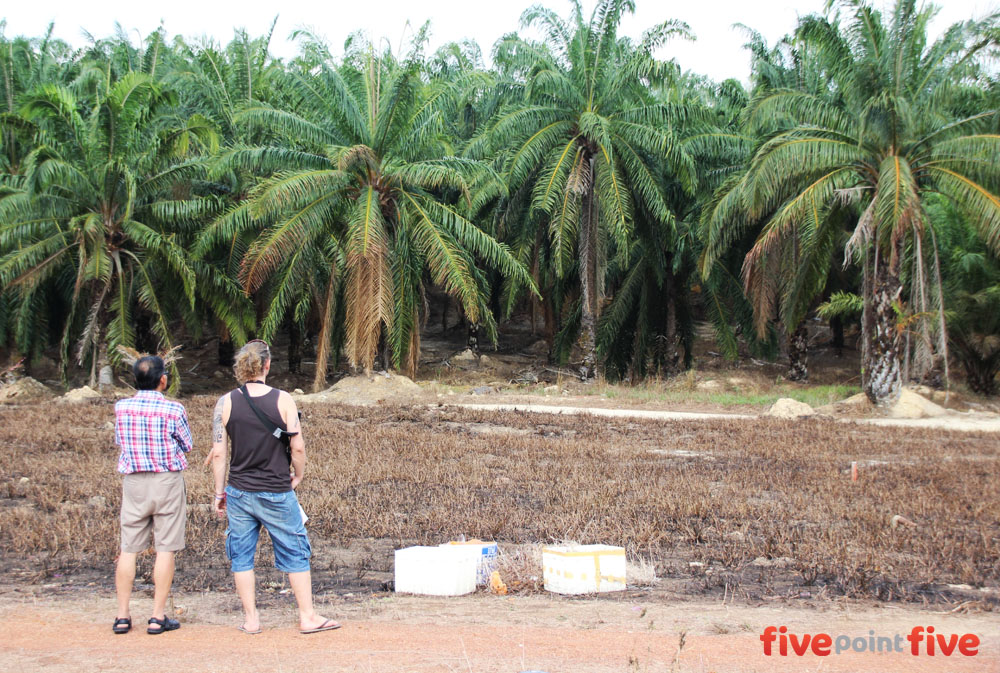 Palm Oil Plantation Malaysia