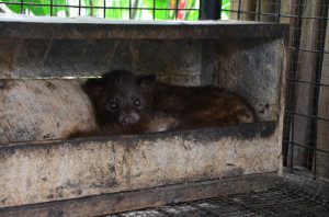 Kopi Luwak - Animal Cruelty