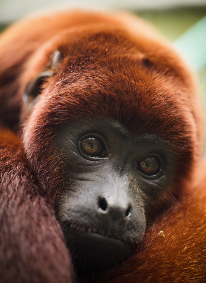 Animals in the Amazon rainforest
