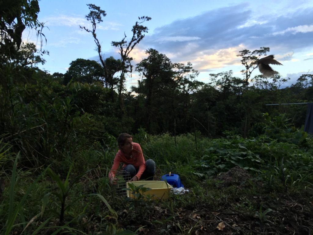 animals in the amazon rainforest