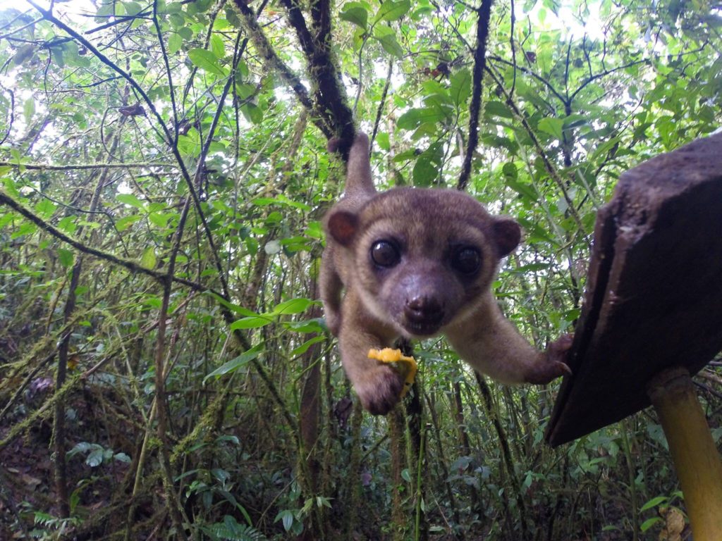 Amazonas Ecuador