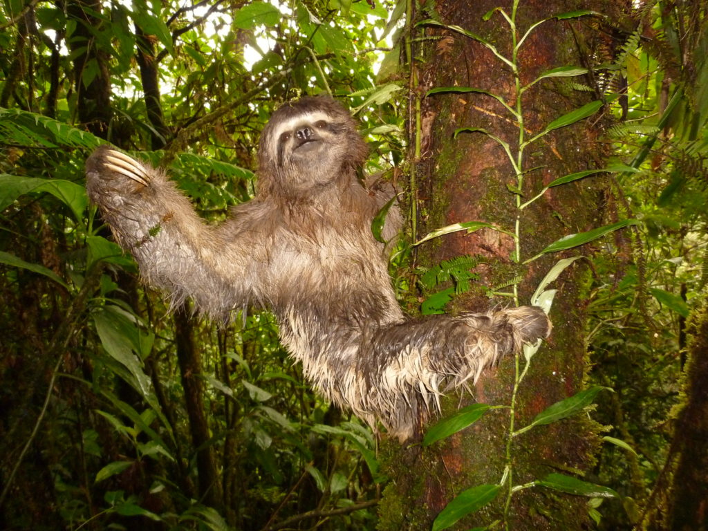 Animals in the amazon rainforest